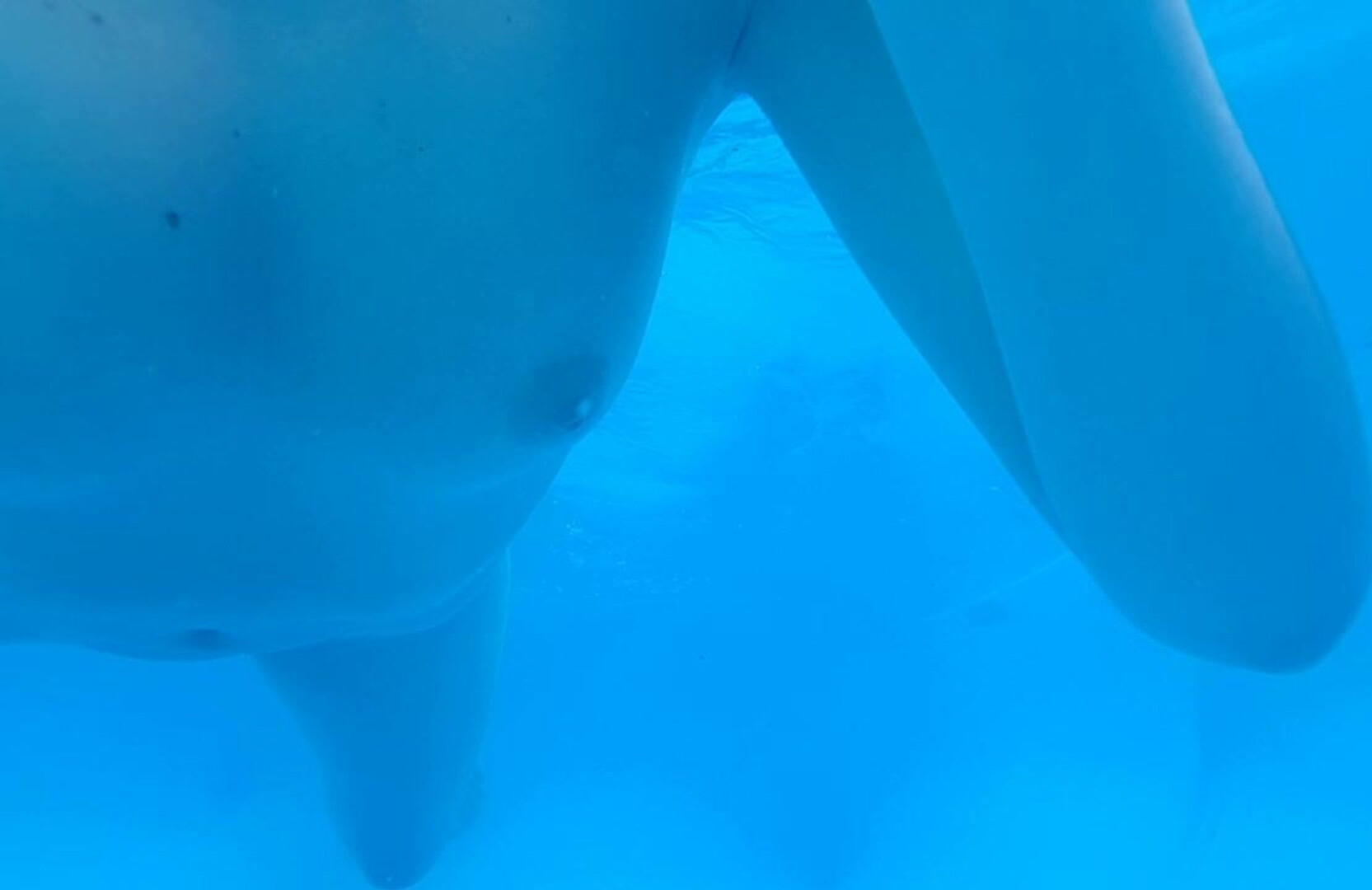 Andreza Sweet Teen Cum In The Pool - amateur - teen - solo