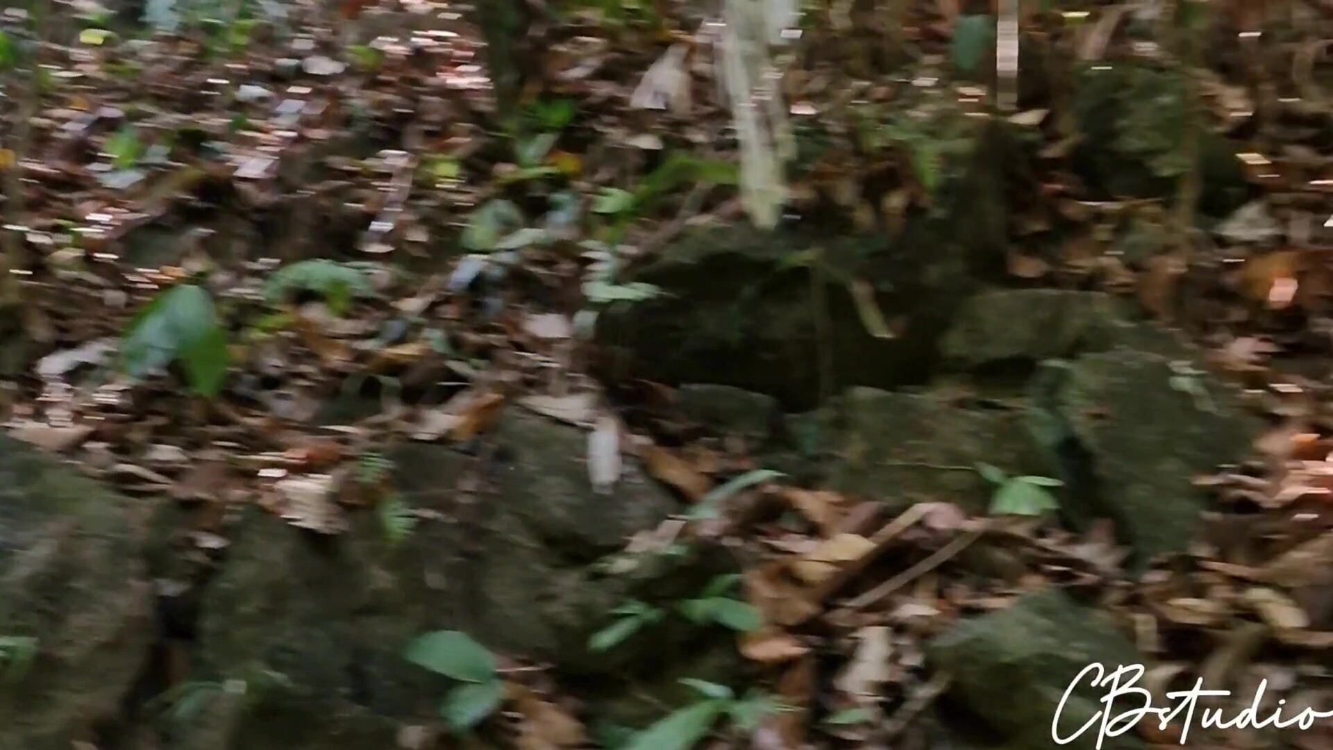 Cail Brodnevski Sex In The Jungle - blowjob - hardcore - amateur