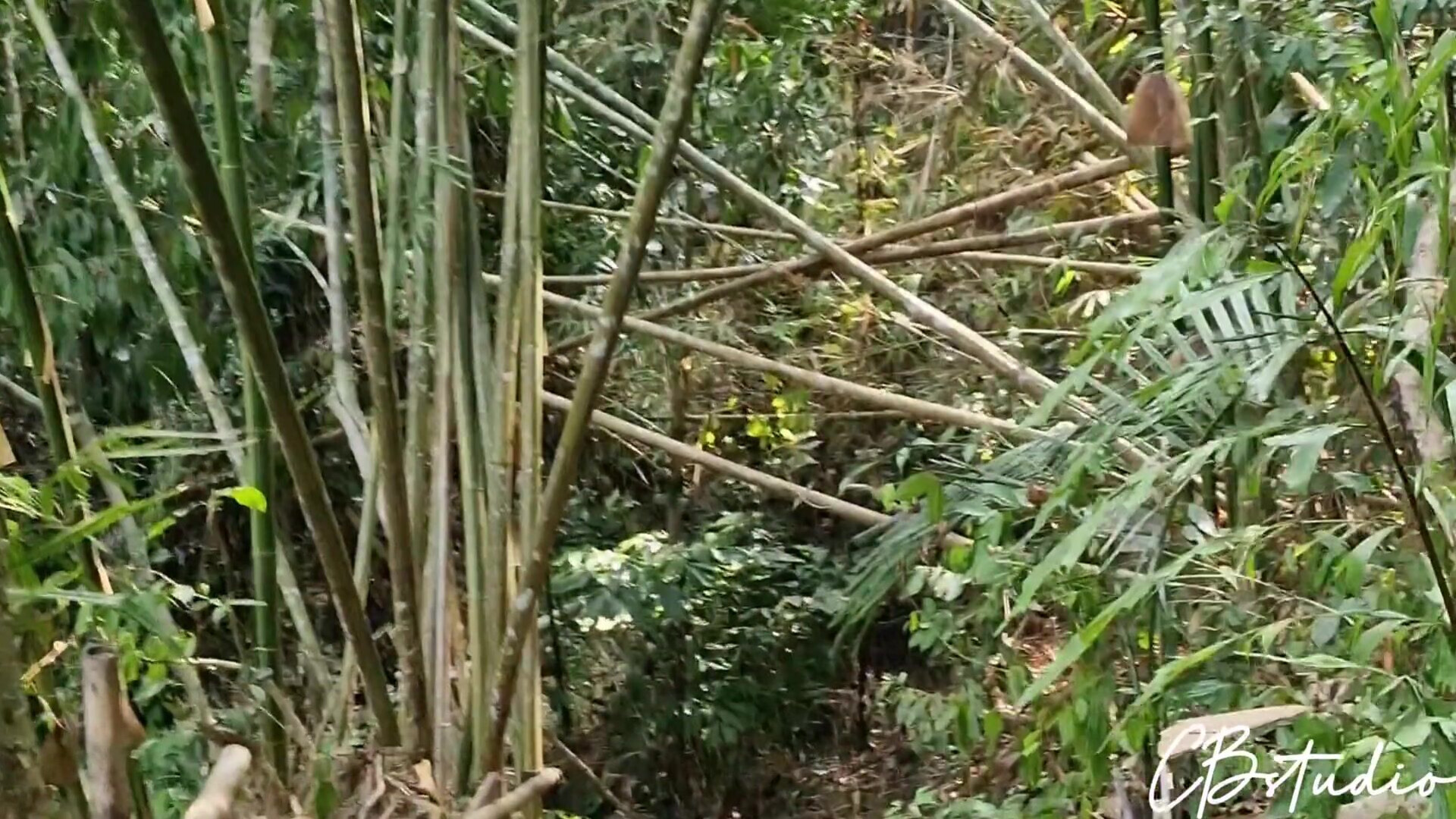 Cail Brodnevski Sex In The Jungle - blowjob - hardcore - amateur