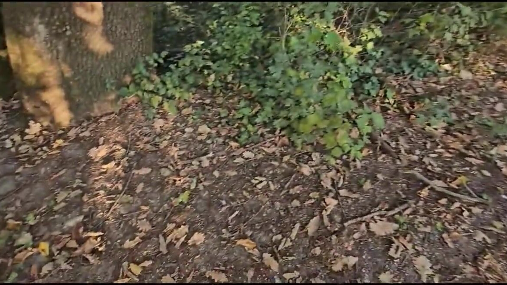 My fear of snakes is quite intense, yet the particular serpent I encountered in the f - amateur - blowjob - brunette - milf - deep throat - outdoor - wife - big cock - couple - cute