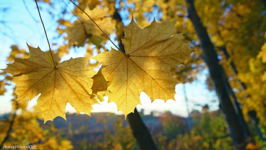 AimeeWavesXXX - Ruining Your Marriage