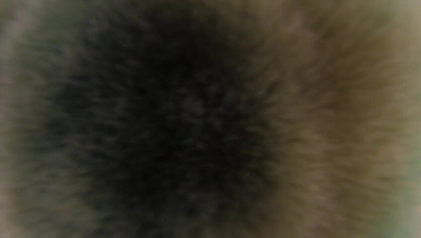 Angelique ASMR - Kitty ASMR