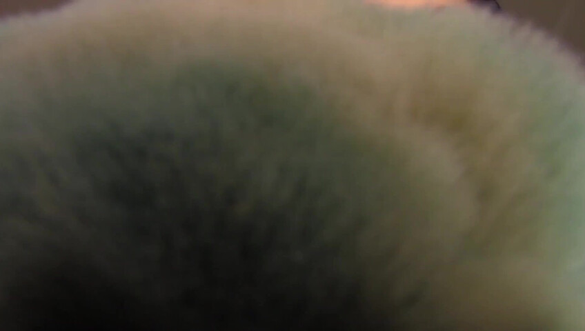 Angelique ASMR - Kitty ASMR