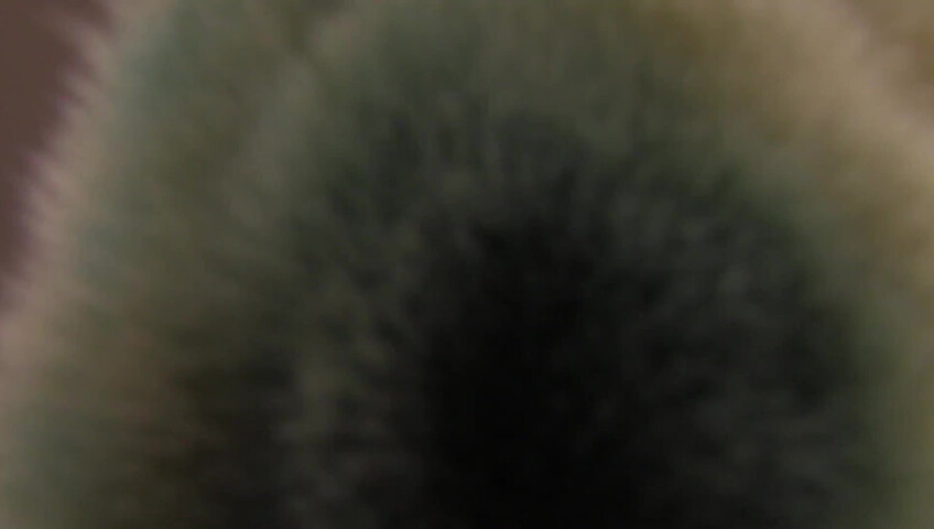 Angelique ASMR - Kitty ASMR