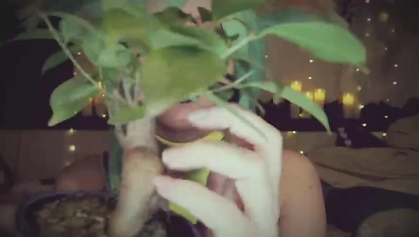 Aftynrose Asmr Patreon Elemental Friends 