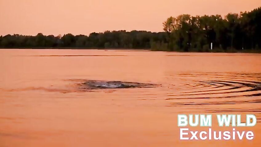 Bumwild Patreon Lingerie Exclusive