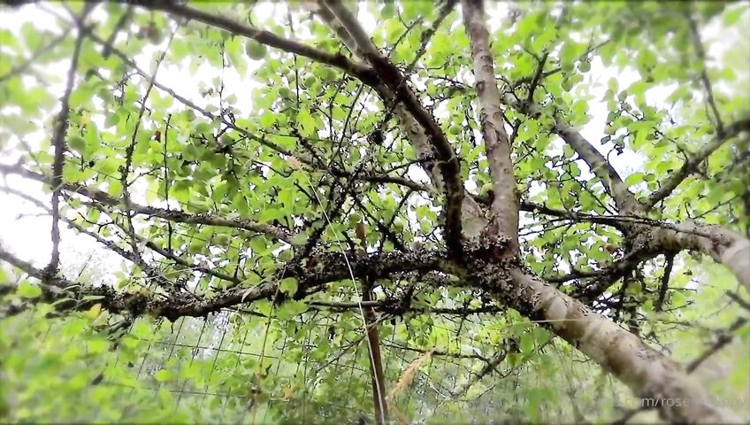 Rose Kelly Witchway To Romance PPV