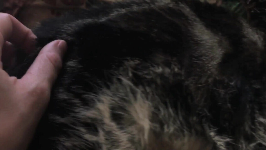 Rhonda ASMR - Furr Blanket