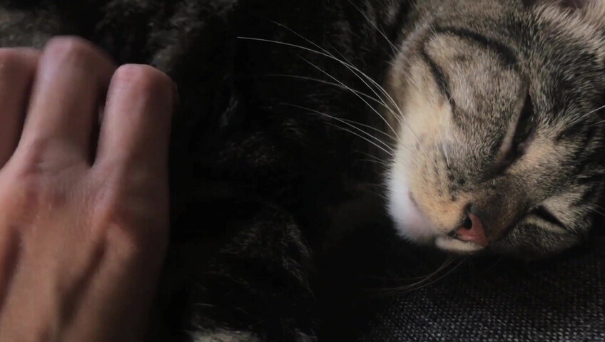 Rhonda ASMR - Furr Blanket