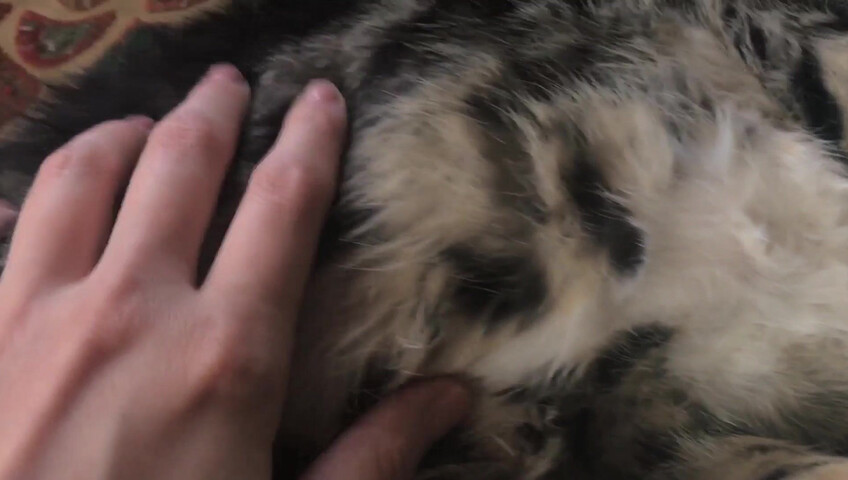 Rhonda ASMR - Furr Blanket