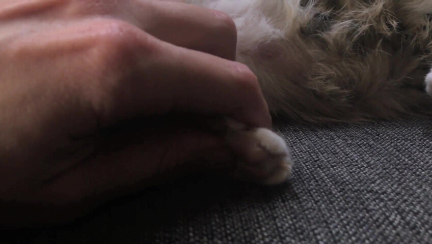 Rhonda ASMR - Furr Blanket