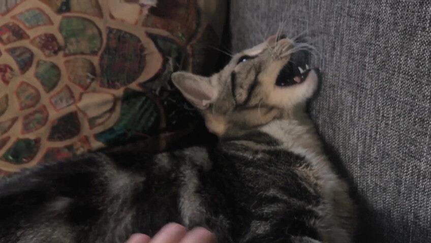 Rhonda ASMR - Furr Blanket