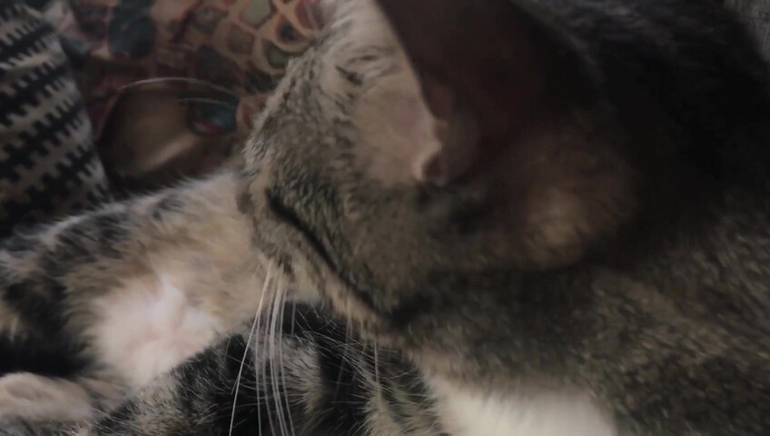 Rhonda ASMR - Furr Blanket