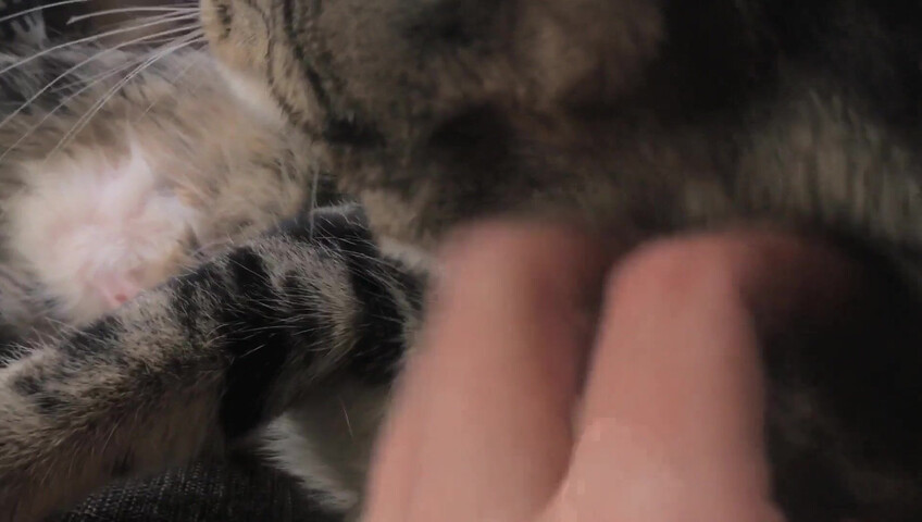 Rhonda ASMR - Furr Blanket