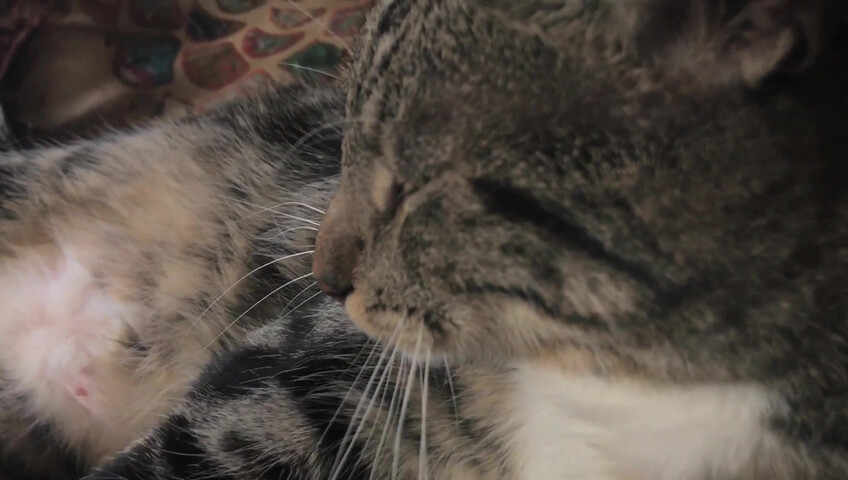 Rhonda ASMR - Furr Blanket