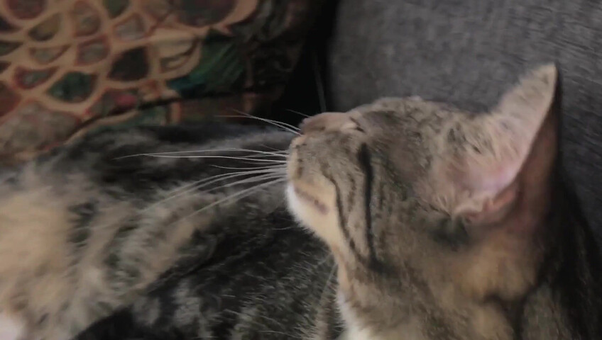 Rhonda ASMR - Furr Blanket