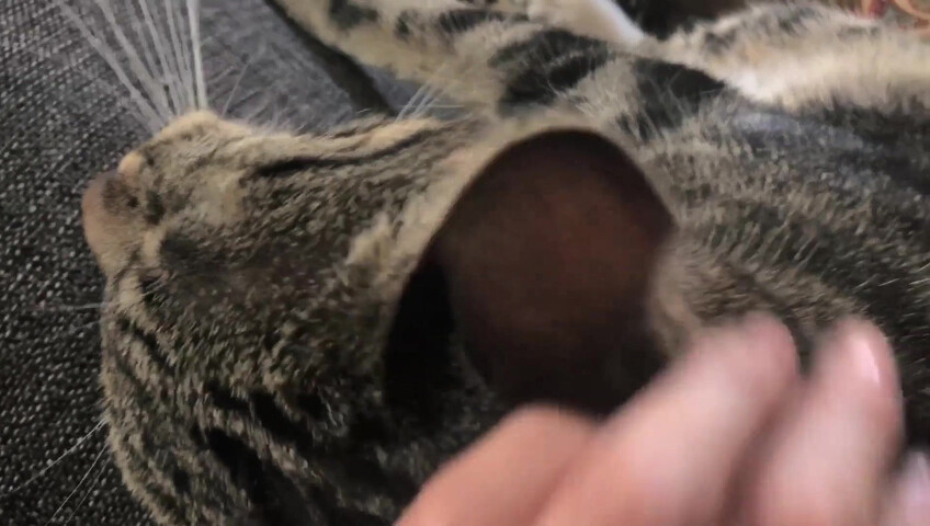 Rhonda ASMR - Furr Blanket