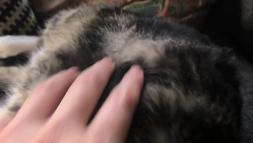 Rhonda ASMR - Furr Blanket