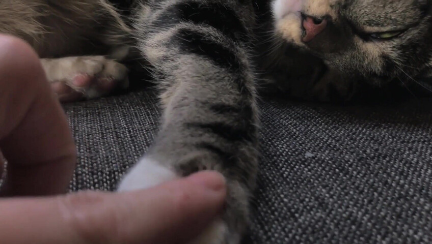 Rhonda ASMR - Furr Blanket