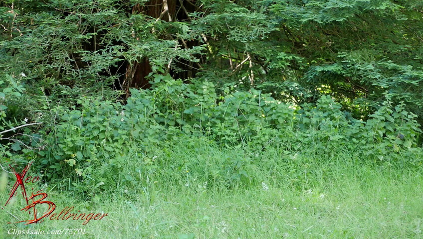 Xev Bellringer - Thirst Busters Outdoor Blowjob For Water