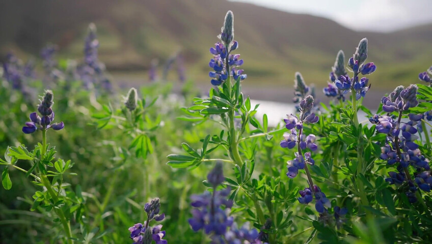 DeanRalphs - Wildflower Lovers - A Sensual Love Story