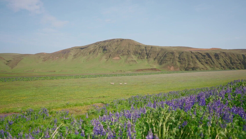 DeanRalphs - Wildflower Lovers - A Sensual Love Story