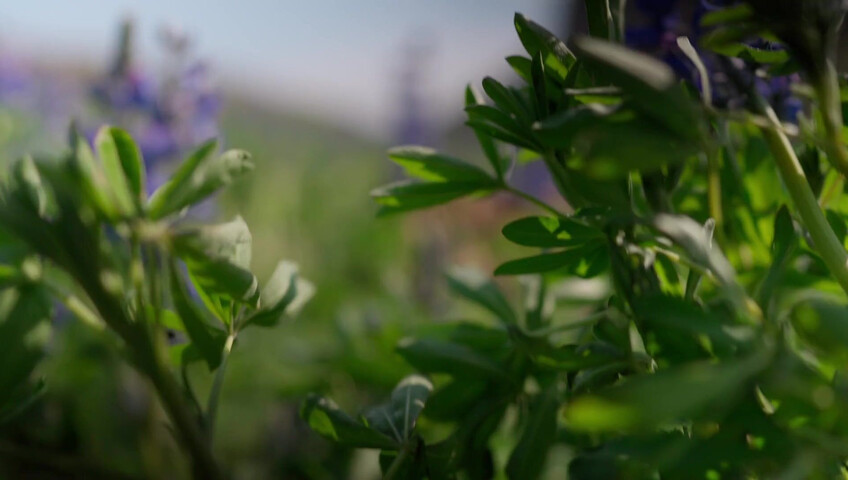 DeanRalphs - Wildflower Lovers - A Sensual Love Story