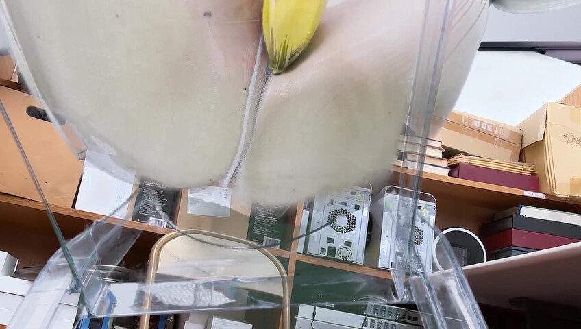 Uying ASMR - Invisible Woman Shoplyfter