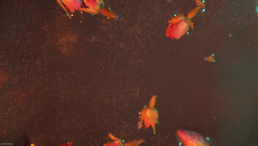 MOOD ASMR - 31 October 2025 - ASMR | Special Potion for You | RP