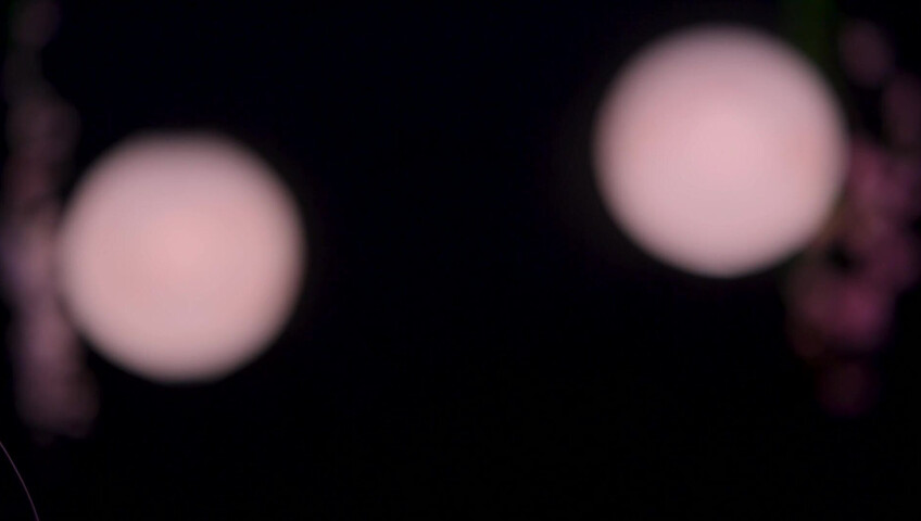 Maimy - Innocent Fox Girl Roleplay