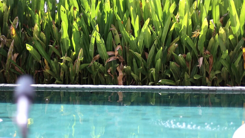 Maimy ASMR - Pool Live Stream