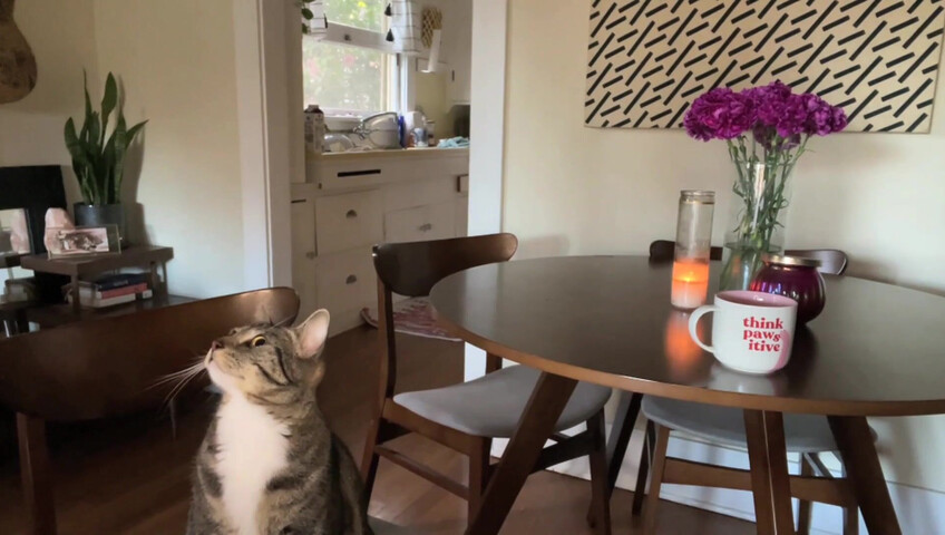 Rhonda ASMR - Purrfect Valentines