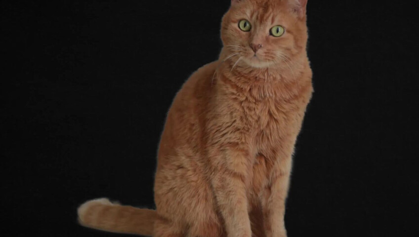 WhisperAudios ASMR - 17 June 2024 - How Good Is Your Focus