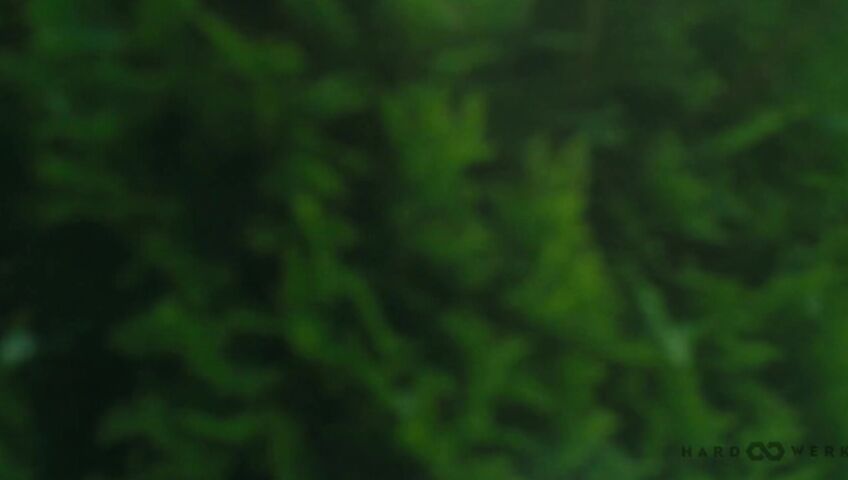 Calita Fire - Garden bang no music