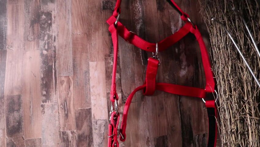 [ASMR]nara - 12 March 2026 - A Peaceful Stable Roleplay with Only the Sound of Brushing a Horse’s Coat​