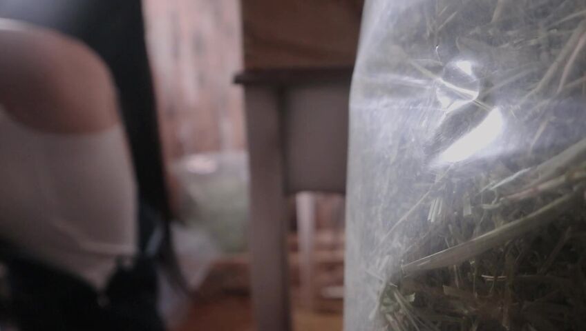 [ASMR]nara - 12 March 2026 - A Peaceful Stable Roleplay with Only the Sound of Brushing a Horse’s Coat​